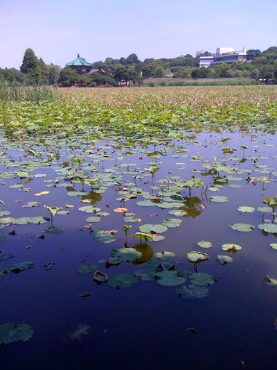 shinobazu-pond.jpg